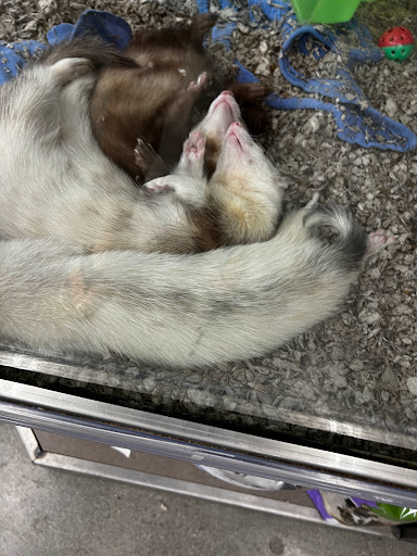 Pet Supply Store «Petco Animal Supplies», reviews and photos, 264 Dillon Ridge Way, Dillon, CO 80435, USA