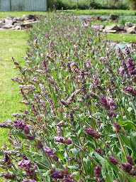 Photo n°13 de Les p'tites Normandes à Montsenelle ()