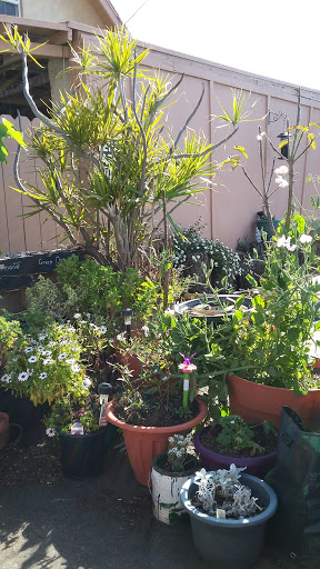 Book Store «Pipe & Thimble Bookstore», reviews and photos, 24830 Narbonne Ave, Lomita, CA 90717, USA