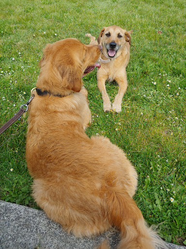 Park «Luther Burbank Park», reviews and photos, 2040 84th Ave SE, Mercer Island, WA 98040, USA