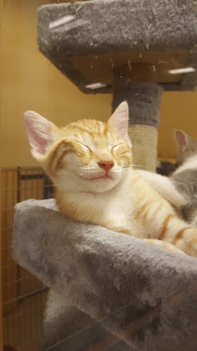 Pet Supply Store «PetSmart», reviews and photos, 1621 E Monte Vista Ave b, Vacaville, CA 95688, USA