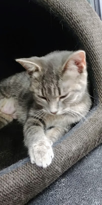 Pet Valu - Photo 9 - Car repair in Windsor, ON, Canada, Detroit