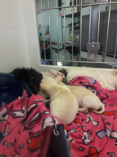 Pet Store «Petland», reviews and photos, 2123 Old Hudson Rd, St Paul, MN 55119, USA