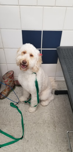 Pet Supply Store «Petco Animal Supplies», reviews and photos, 5481 Lone Tree Way, Brentwood, CA 94513, USA