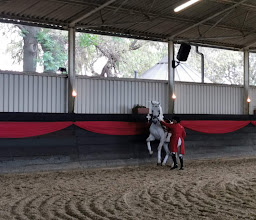 The South African Lipizzaners photo