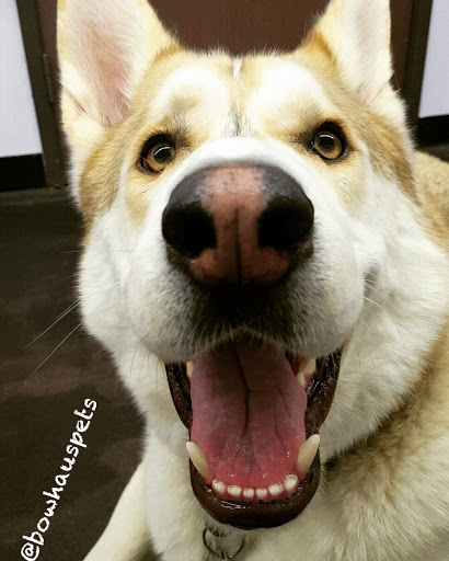 Dog Day Care Center «The Bowhaus Pet Company», reviews and photos, 2472 E Colorado Blvd, Pasadena, CA 91107, USA