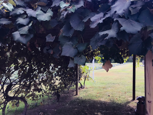 Gift Shop «Hidden Spring Lavender Farm and Gift Shoppe», reviews and photos, 890 Belle Mead-Blawenburg Rd, Skillman, NJ 08558, USA