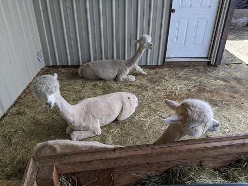 Livestock Breeder «Alpacas at Marquam Hill Ranch», reviews and photos, 35835 OR-213, Molalla, OR 97038, USA