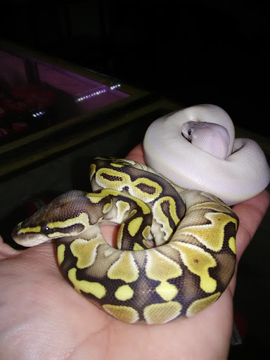 Pet Supply Store «OddBallPetFactory.com», reviews and photos, 8485 Plaza Blvd NE, Spring Lake Park, MN 55432, USA