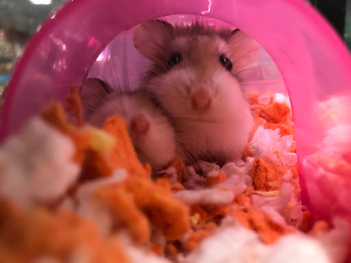 Pet Supply Store «PetSmart», reviews and photos, 450 Fairview Ave, Hudson, NY 12534, USA