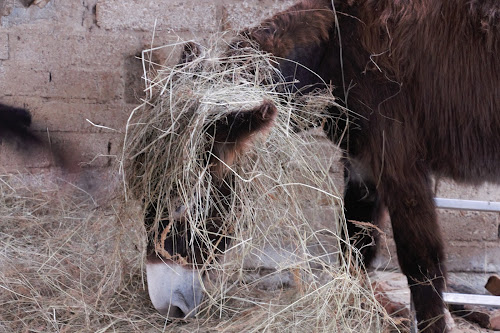 attractions Ferme sociale et pédagogique de L'Âne qui rit au Fossat Le Fossat