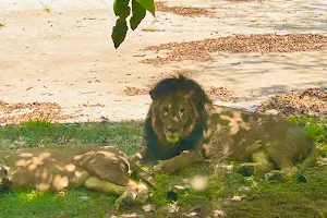 Lion Safari image