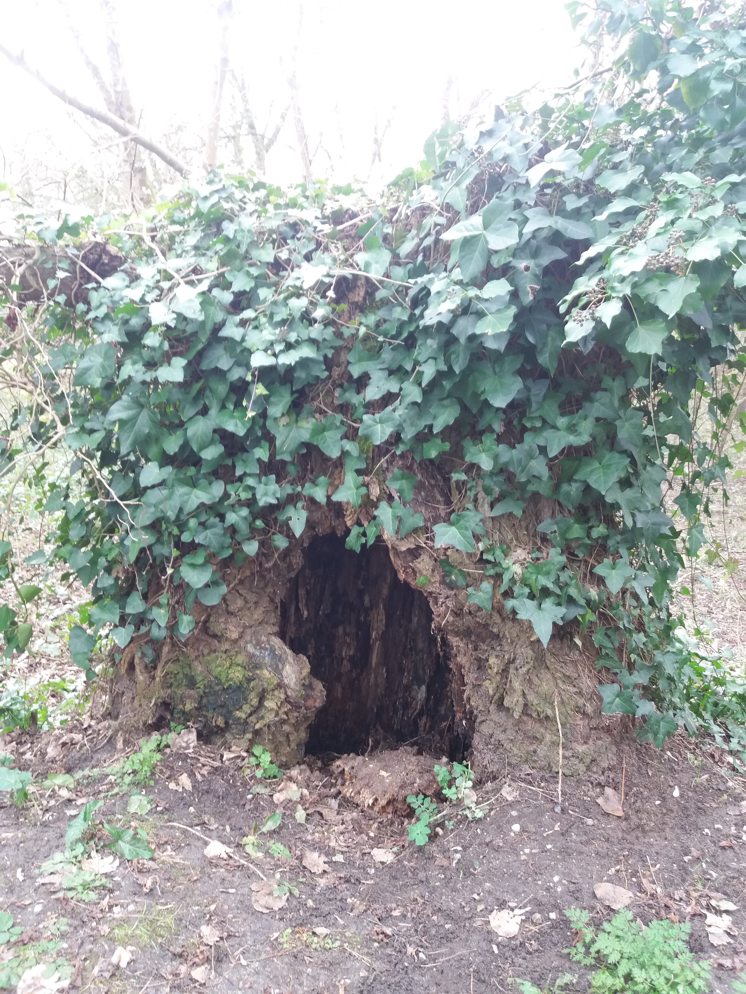 Photo n° 2 de l'avis de Sindelore. fait le 16/01/2021 à 16:35