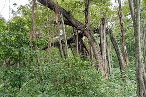 SEETAMATA FOREST RESERV image