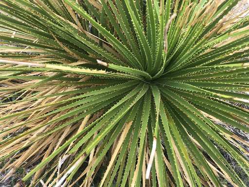 National Park «Guadalupe Mountains National Park», reviews and photos