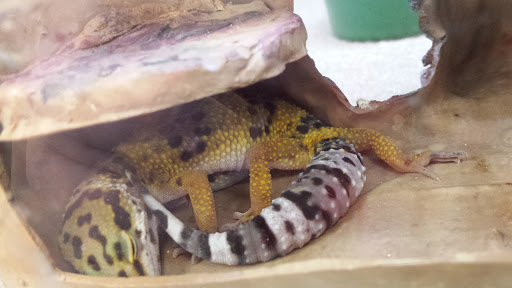 Pet Supply Store «Petco Animal Supplies», reviews and photos, 1574 N Dupont Hwy #300, Dover, DE 19901, USA