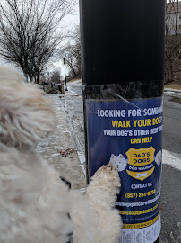 Dad's Dogs Petcare - Photo 9 - Car repair in , Cambridge