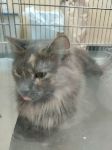 Pet Supply Store «PetSmart», reviews and photos, 7663 Arundel Mills Blvd, Hanover, MD 21076, USA