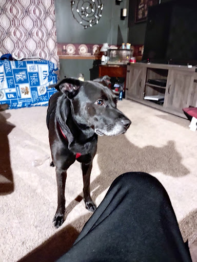 Pet Supplies Plus Shelbyville