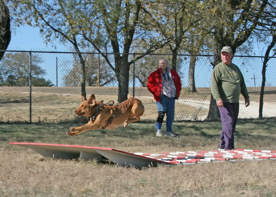 Bill Whatley's Dog Training