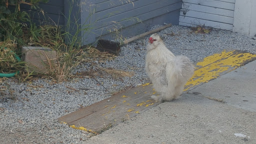 Movie Theater «Palm Theatre», reviews and photos, 817 Palm St, San Luis Obispo, CA 93401, USA