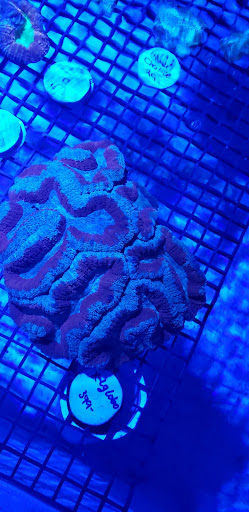 Aquarium «Fish Collection Inc», reviews and photos, 1609 NE 163rd St, North Miami Beach, FL 33162, USA