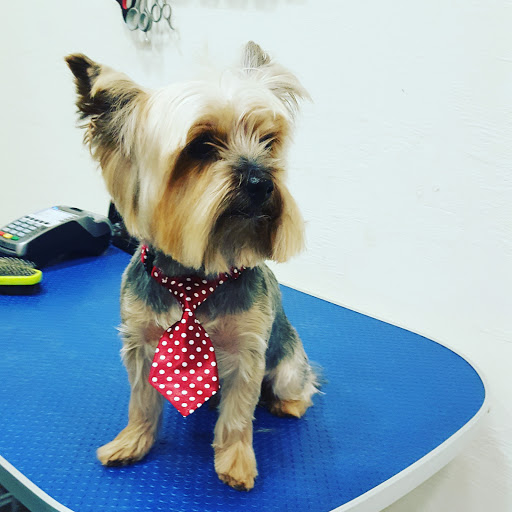 Dog Star- grooming salon