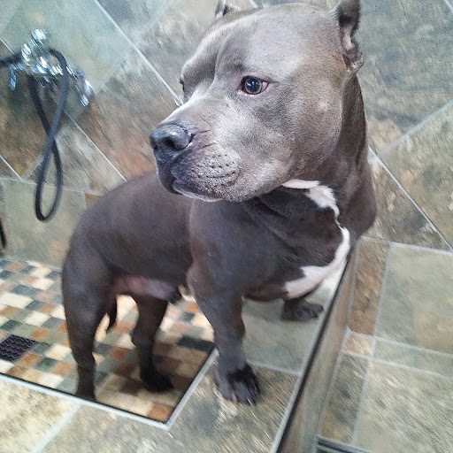 Pet Store «Pet Valu», reviews and photos, 1919 Springwood Rd, York, PA 17403, USA