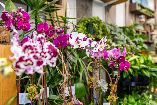 Florist «Stamford Florist», reviews and photos, 625 Bedford St, Stamford, CT 06901, USA