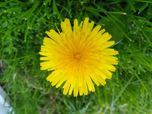 Home Goods Store «Dollar General», reviews and photos, 2649 Main St, Whitney Point, NY 13862, USA