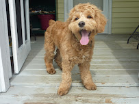 Lucky Paws Pet Sitting - Photo 2 - Car repair in , Trenton