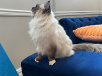 House Call Cat Grooming & Spa L.L.C. - Photo 5 - Car repair in Boston, MA, Boston