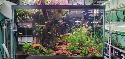 Tropical Fish Store «Jack Wattley Discus», reviews and photos, 6944 NE 4th Ave, Miami, FL 33138, USA