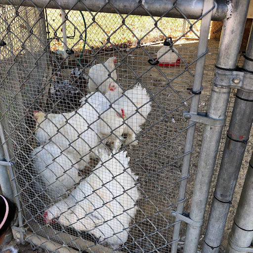 Zoo «Sibley Farm», reviews and photos, 900 Mound Avenue, Mankato, MN 56001, USA