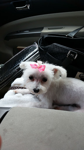 Pet Supply Store «PetSmart», reviews and photos, 4500 Mitchellville Rd, Bowie, MD 20716, USA