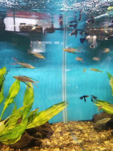 Pet Store «Tanks A Lot Aquariums», reviews and photos, 6680 Lantana Rd, Lake Worth, FL 33467, USA
