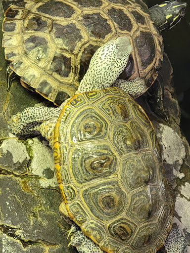 Reptile Store «LLLReptile & Supply Las Vegas», reviews and photos, 8450 W Sahara Ave #105, Las Vegas, NV 89117, USA