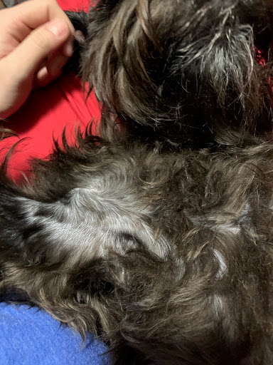 Pet Groomer «Tidy Dog Pet Supply & Salon», reviews and photos, 2612 Lebanon Pike A, Nashville, TN 37214, USA