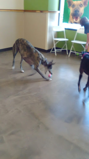 Pet Supply Store «Pet Supplies Plus», reviews and photos, 208 St James Ave, Goose Creek, SC 29445, USA