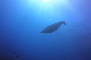 Kona Honu Divers Boat Slip image
