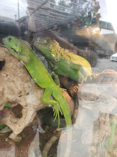 Pet Supply Store «Azteca Pet Shop», reviews and photos, 4431 Whittier Blvd, Los Angeles, CA 90022, USA