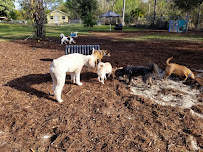 Happy Paws Ranch - Photo 5 - Car repair in North Fort Myers, FL, Lehigh Acres