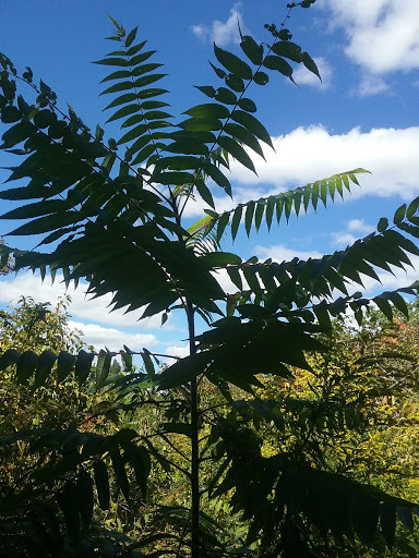 Park «Mary Cummings Park», reviews and photos, 25 Blanchard Rd, Burlington, MA 01803, USA