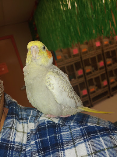 Pet Store «Woofmeow Family Pet Center», reviews and photos, 19 Manchester Rd Suite A, Derry, NH 03038, USA