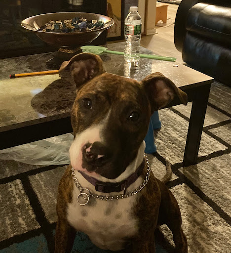 Pet Supply Store «PetSmart», reviews and photos, 467 Cross Keys Rd, Sicklerville, NJ 08081, USA