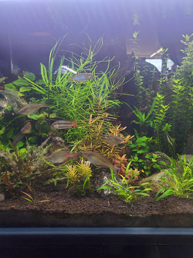 Tropical Fish Store «Tropi-Quatics Pet Center», reviews and photos, 337 S Main St, Lombard, IL 60148, USA