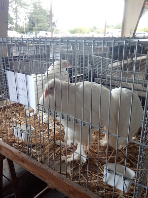 Marché aux Bestiaux à Sancoins
