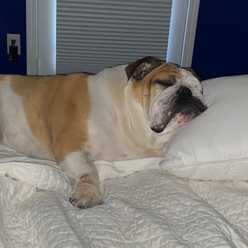 Plumber «Bison Plumbing», reviews and photos, 25780 Ryan Rd, Warren, MI 48091, USA