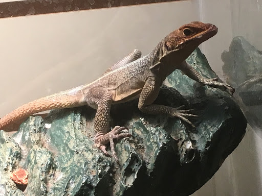 Pet Store «Petfection Exotic Pet Specialist», reviews and photos, 2989 PA-611 Suite 102, Tannersville, PA 18372, USA