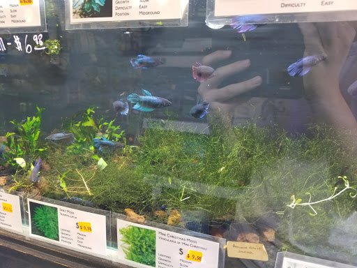 Tropical Fish Store «C K Fish World», reviews and photos, 410 N Azusa Ave, West Covina, CA 91791, USA